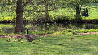 Spring 2021 Gosslings
